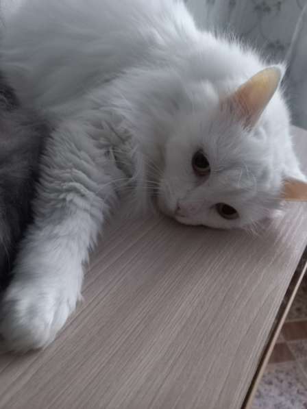 Кот сибиряк,4 года в Новосибирске фото 8