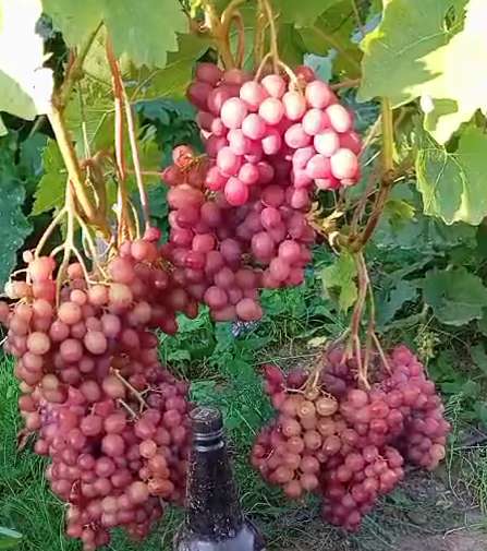 Саженцы винограда Южного Подмосковья в Чехове фото 19