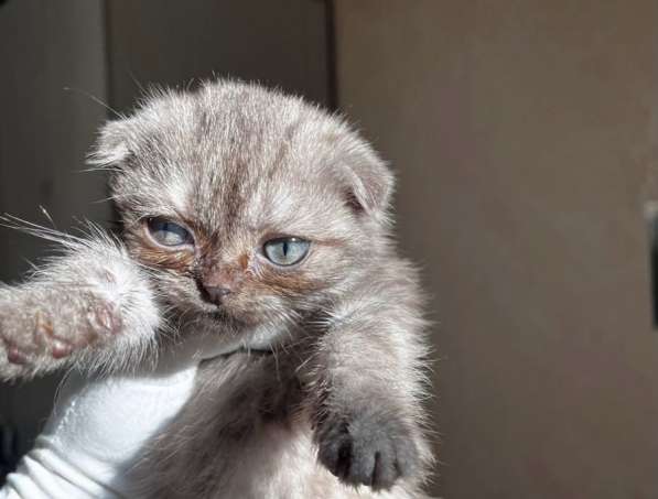 Шотландский вислоухий котенок