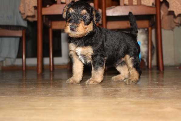 Щенки Эрдельтерьера в питомнике в Тюмени фото 17