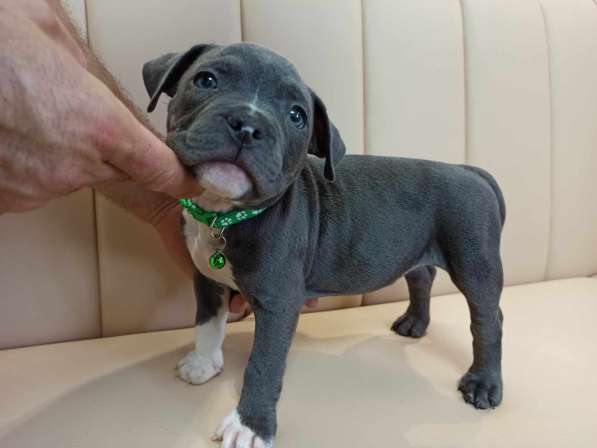 Шикарные Щенки American Bully в фото 18