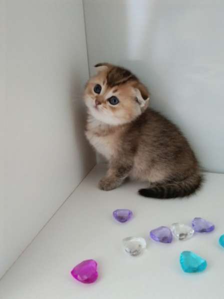 Шотландский малыш в Москве фото 5