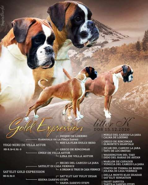 Щенки боксера в 