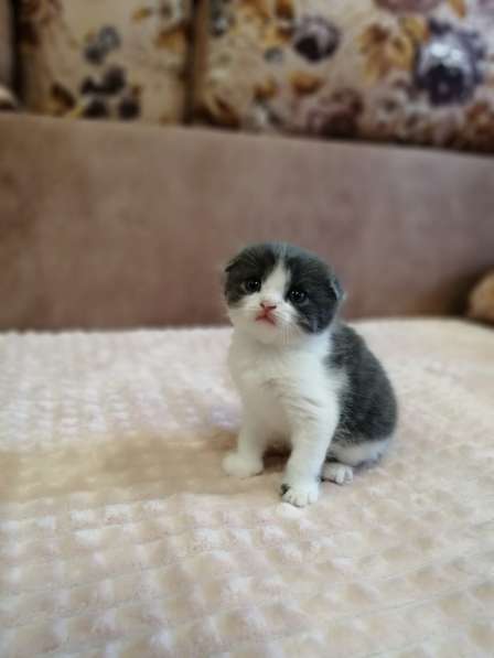 Без кота и жизнь не та! в Липецке фото 10