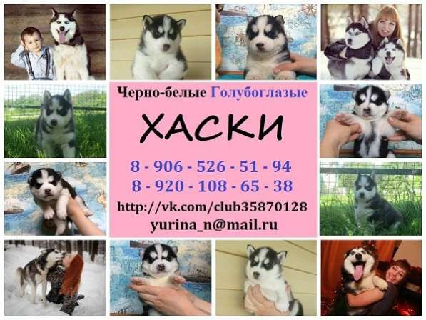 Щеночки хаски