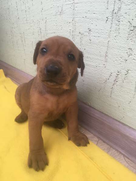 Щенки немецкого пинчера в Саратове фото 5