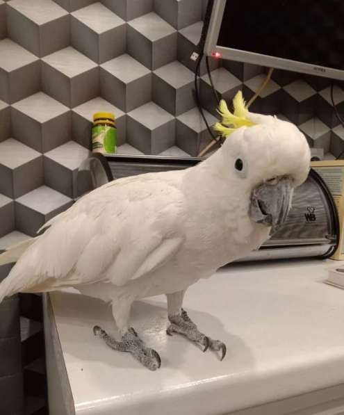 The perfect friend and conversationalist, the cockatoo parro