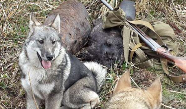 Предлагаются на продажу шикарные щенки западно-сибирской породы лайки от породных предков в фото 4