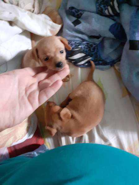 Той терьер щенки в Москве фото 7