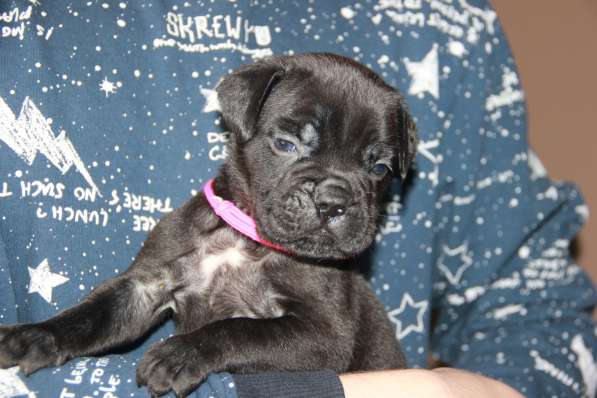 Девочка Кане Корсо чёрного окраса в Москве фото 3