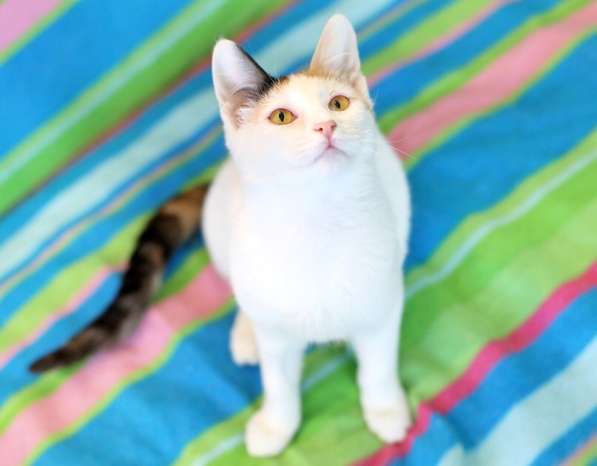 Трехцветный котенок Китти ищет дом в Москве
