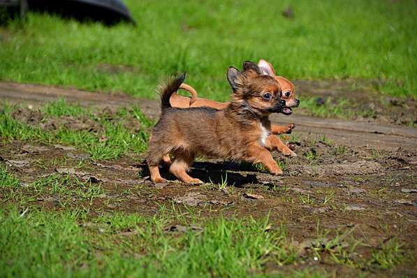 Миниатюрные щенки чихуахуа в Санкт-Петербурге фото 5