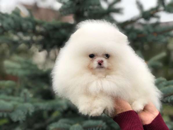 Щенки померанского шпица от Ирлайн-дог в продаже в фото 4