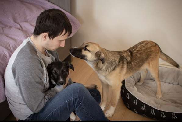 Рэксу очень нужен дом! в Москве фото 8