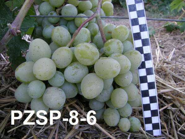 Продам саженцы и черенки винограда в Нижнегорском фото 7