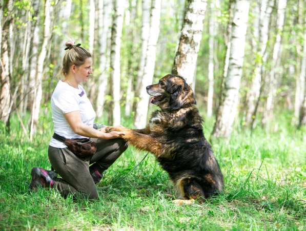 Прекрасная собака Парма ищет семью в Москве фото 19