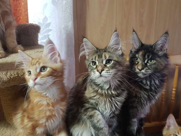 Взрослые девочки из питомника, возможно в совладение в Екатеринбурге фото 36