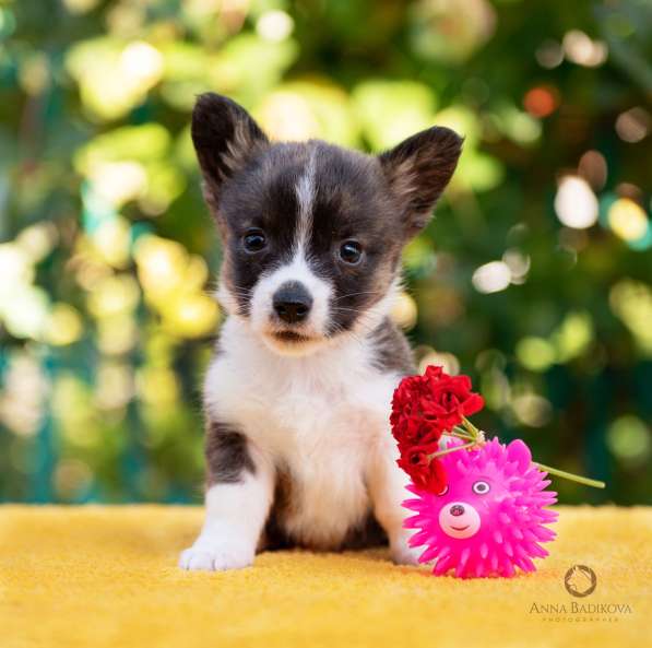 Щенки вельш корги кардиган в Самаре фото 6