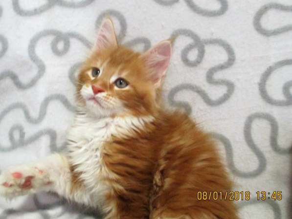 Красотка кремового солидного окраса из питомника Arktur в Тюмени фото 38