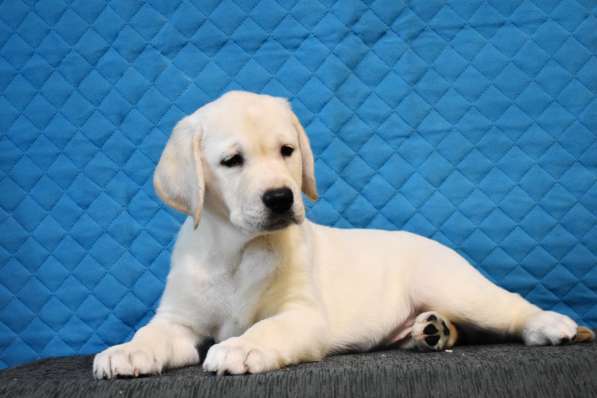 ПАТТИ ОСЕННЯЯ СКАЗКА в Москве фото 4