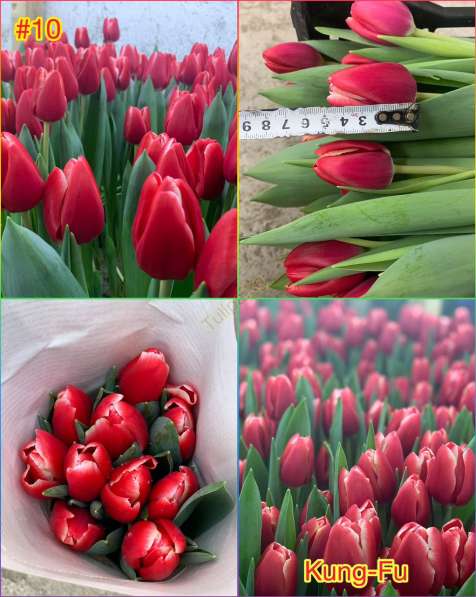 Принимаем заказы на тюльпаны к 14 февраля и 8 марта в фото 10