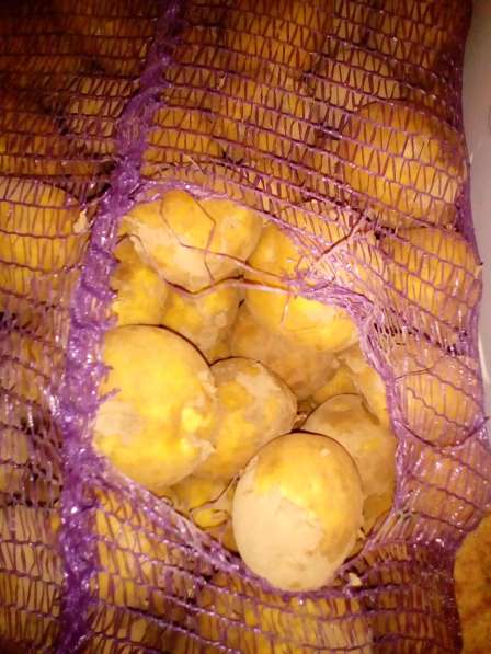 Картофель мелким оптом в Дзержинске фото 3