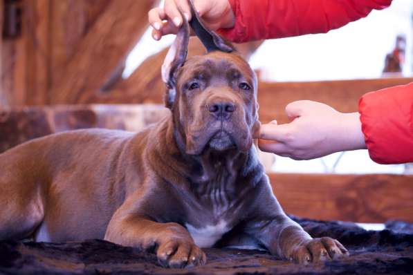 Cane Corso puppies в Астрахани фото 7