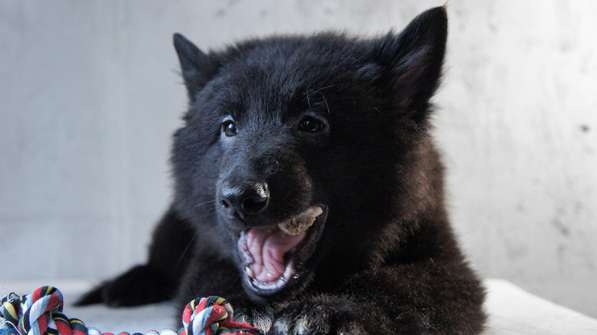 Щенки Грюнендаль и Тервюрен в Москве фото 6