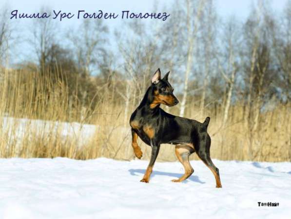 Щенки Цвергпинчера в Санкт-Петербурге