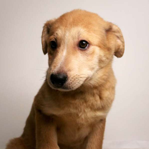 Малыши ищут семью: собачки в дар в Химках фото 16