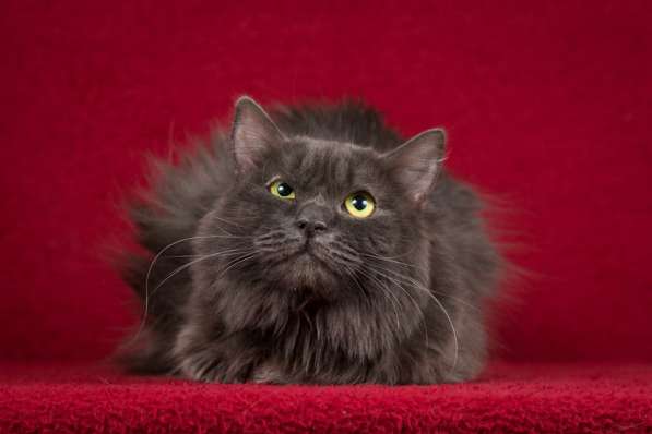 Нибелунг Сэра в дар в Москве