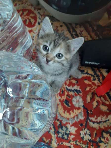 Котята в Перми фото 10