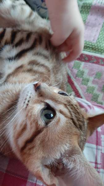 Бенгальская кошечка котенок в фото 5
