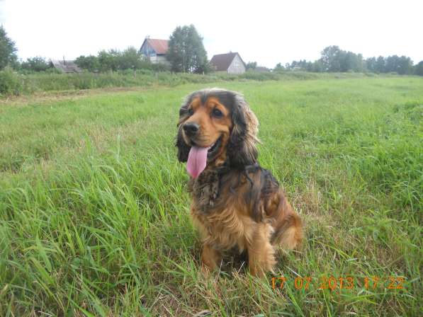 Вязка английского кокер спаниеля в фото 14