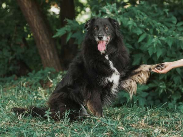 Весёлая, ласковая Чукча ищет семью в Москве фото 67