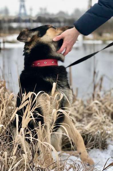 ПЕС, КОТОРОГО НИКТО НЕ ЗАМЕЧАЕТ!!!! в Пушкино фото 13