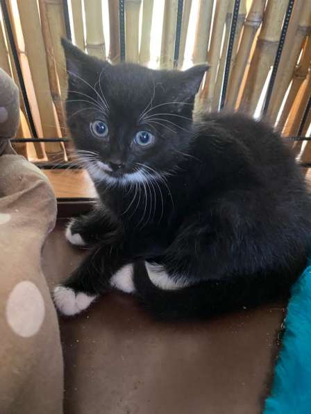 Озорной котёнок Том ищет дом в Санкт-Петербурге фото 19