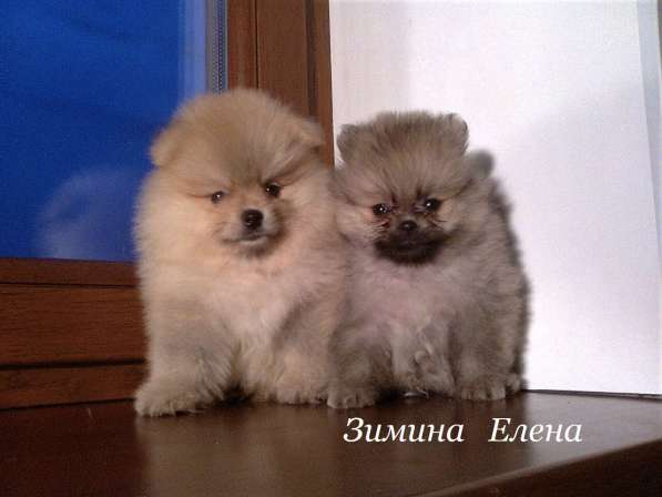 Девочки рыжего окрраса