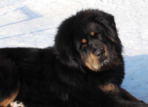 Тибетский мастиф - лучший страж на территории в Москве фото 132