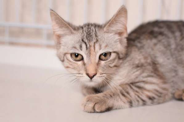 Нежная котенок Принцесса - ищет дом в Москве фото 6