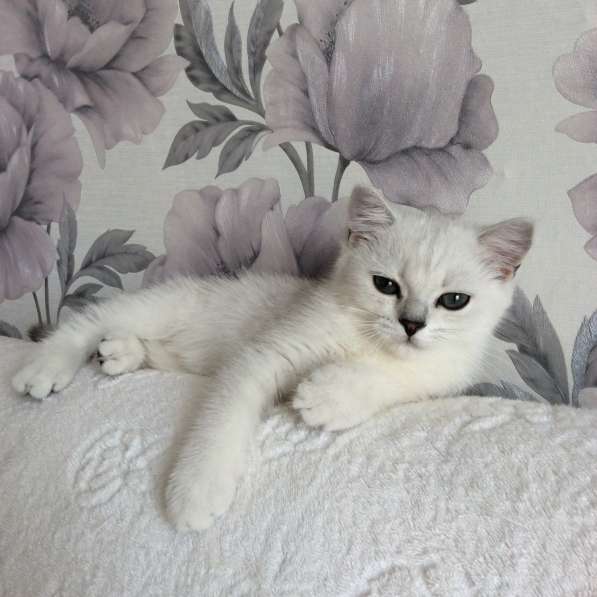 Британский клубный котенок мальчик Центавр в Москве