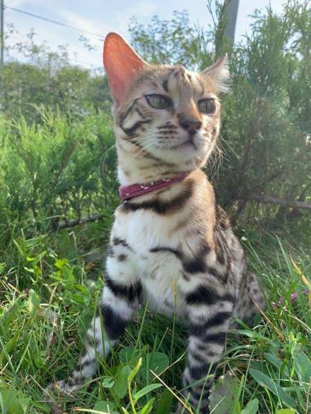 Девочка гибрид (Бенгал/Азиатский леопардовый кот) в Москве фото 7