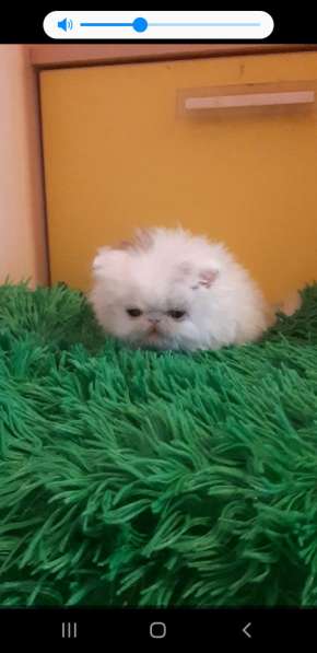 Персидский ребенок в заботливую семью в Вологде фото 3