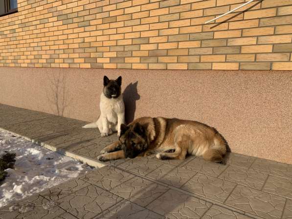 Акита в Ростове-на-Дону фото 53