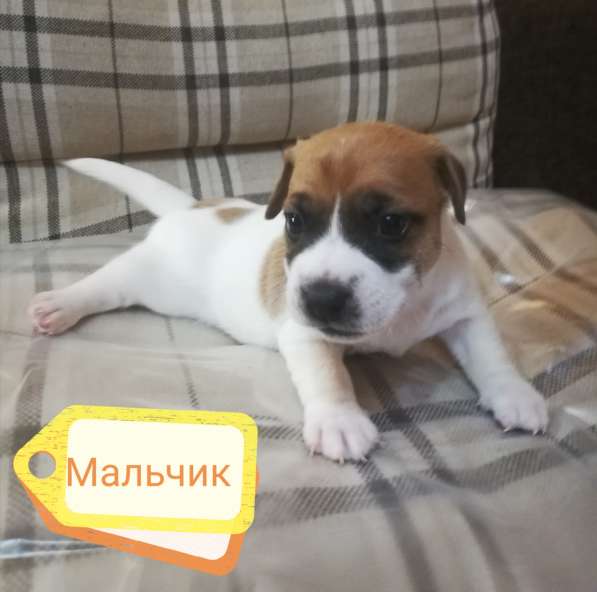 Щенки Джек Рассел терьер в Омске фото 5