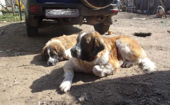 Подрощенные щенки московской сторожевой в Калязине фото 5