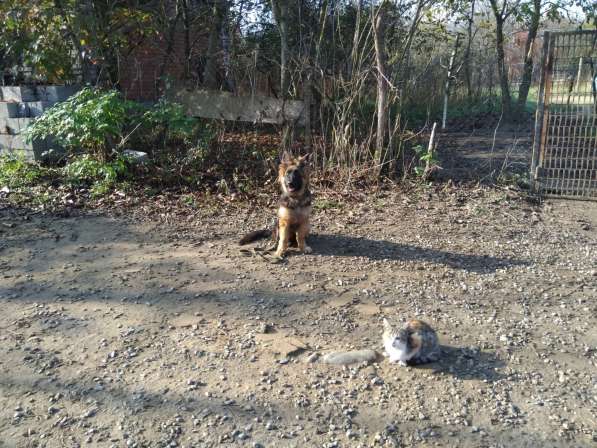 Дрессировка собак в Белореченске фото 12