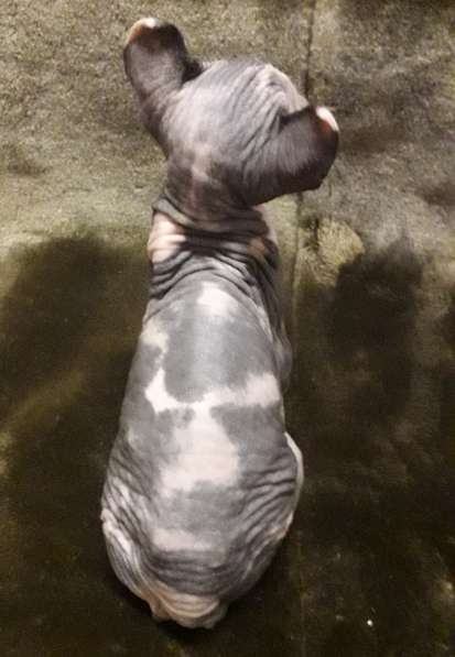 Эльфики котята в Москве