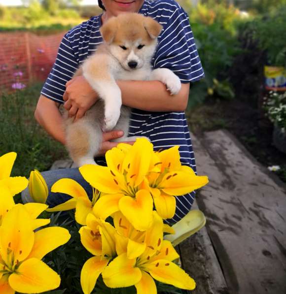 Щенки акита-ину в Екатеринбурге фото 5