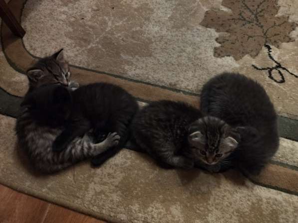 Котята в Туле фото 14